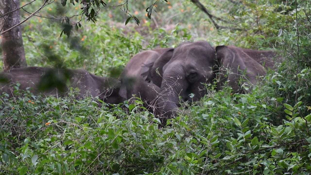 Photo of Others in Kattikkulam