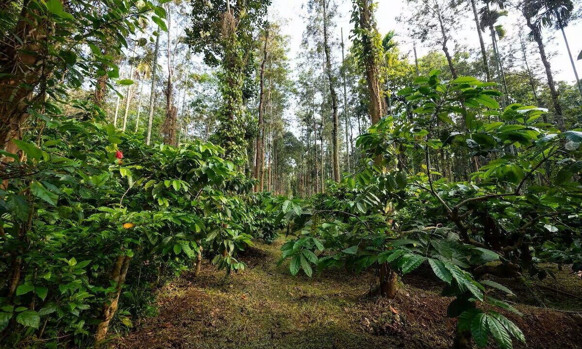 Photo of Outdoor in Panamaram