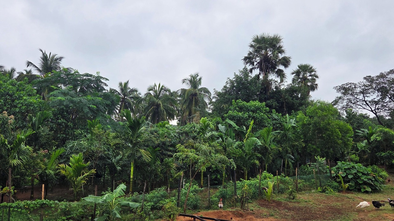 Photo of Outdoor in Tenkasi