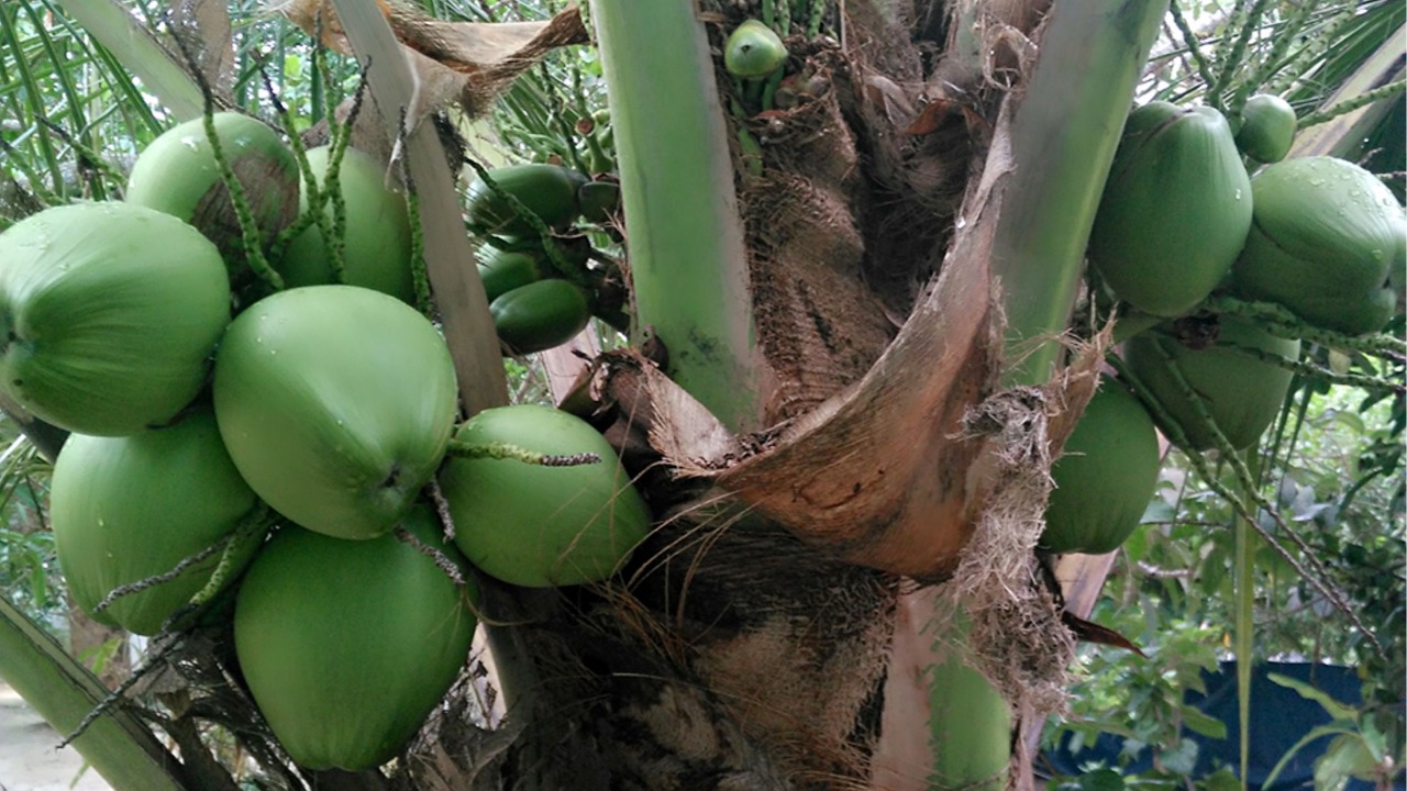 Photo of Outdoor in Mararikulam