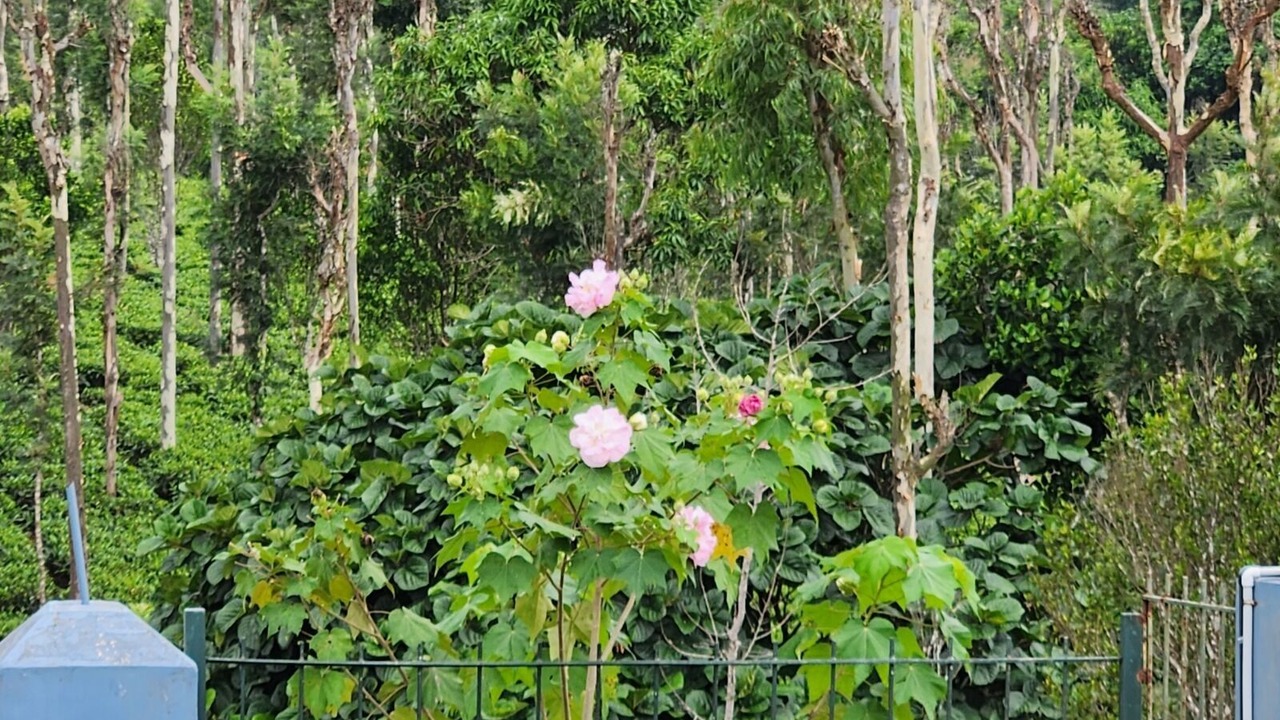 Photo of Outdoor in Mananthavady