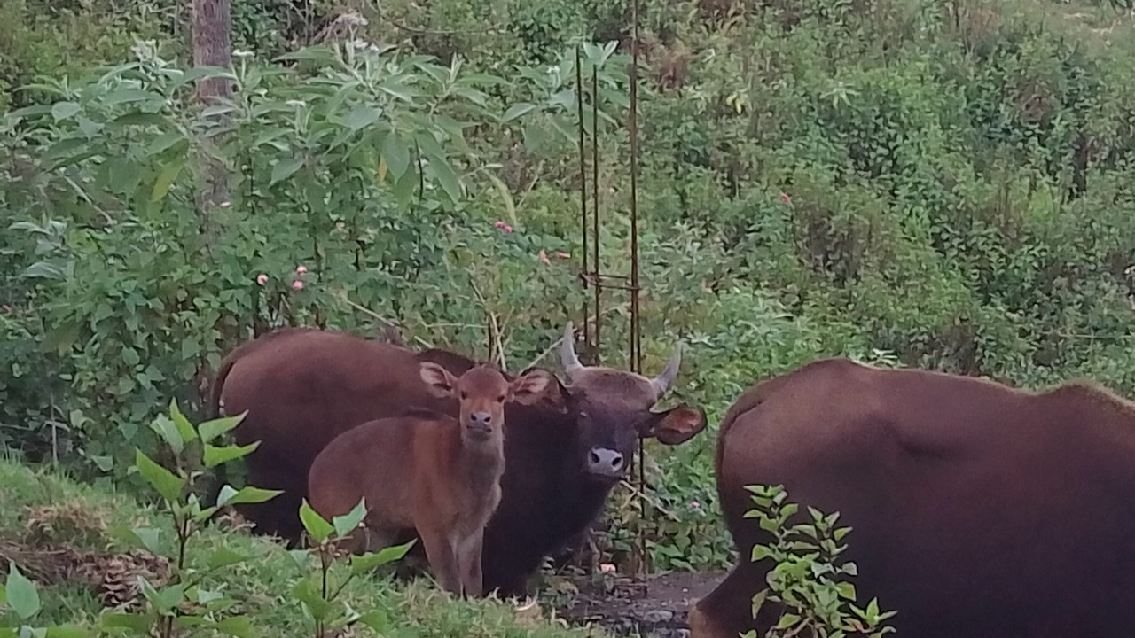 Photo of Others in Kotagiri