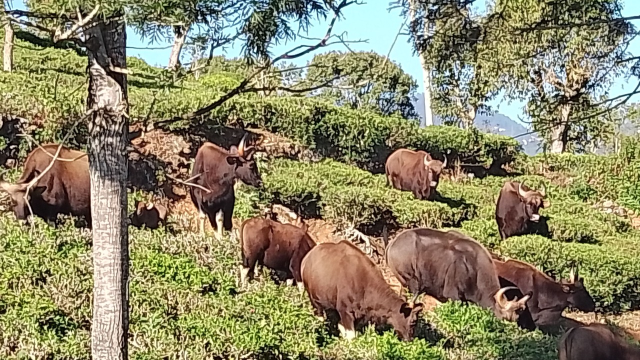 Photo of Others in Kotagiri