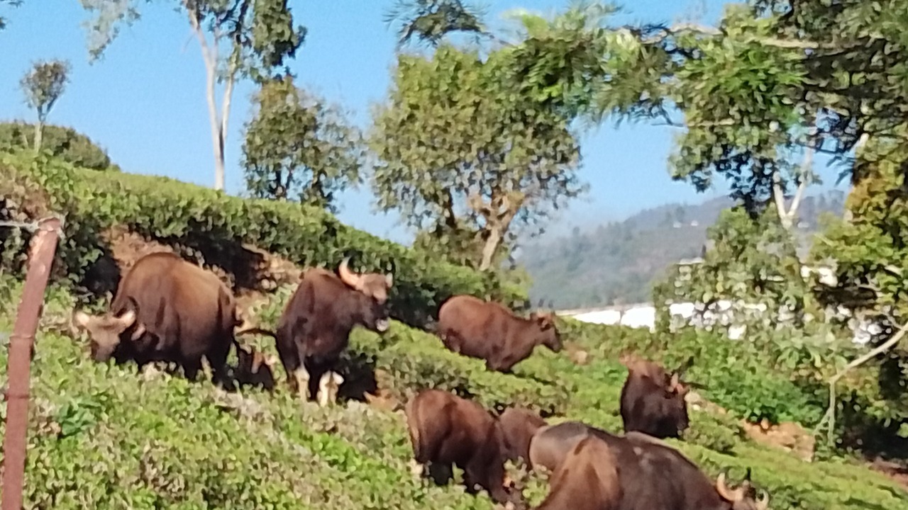 Photo of Others in Kotagiri