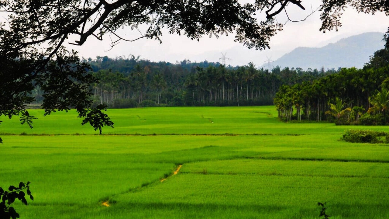 Photo of Others in Mananthavady
