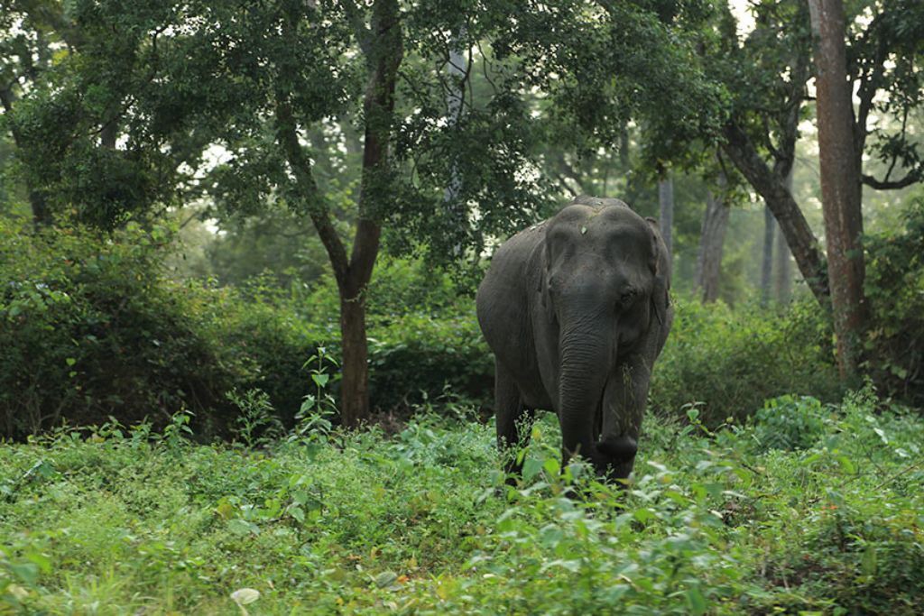Photo of Outdoor in Kattikkulam