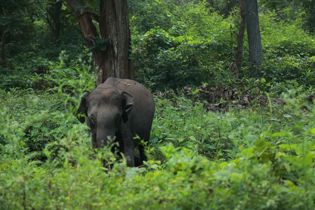 Photo of Outdoor in Kattikkulam