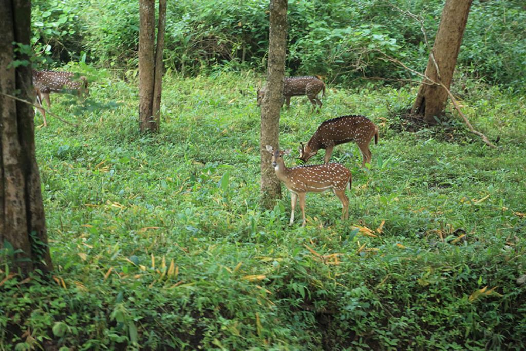 Photo of Outdoor in Kattikkulam