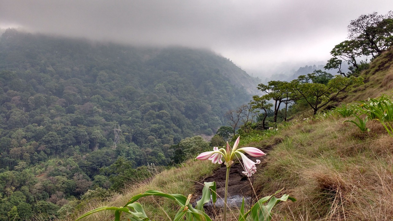Photo of Outdoor in Devikolam