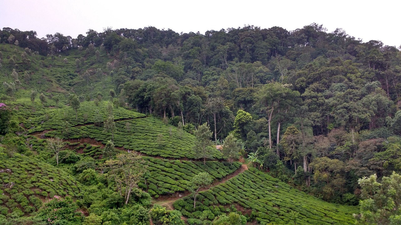 Photo of Outdoor in Devikolam