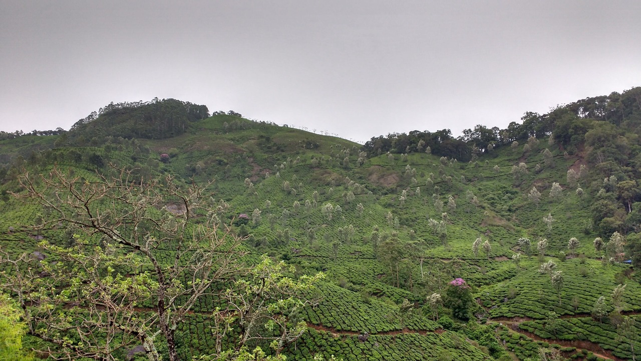 Photo of Outdoor in Devikolam