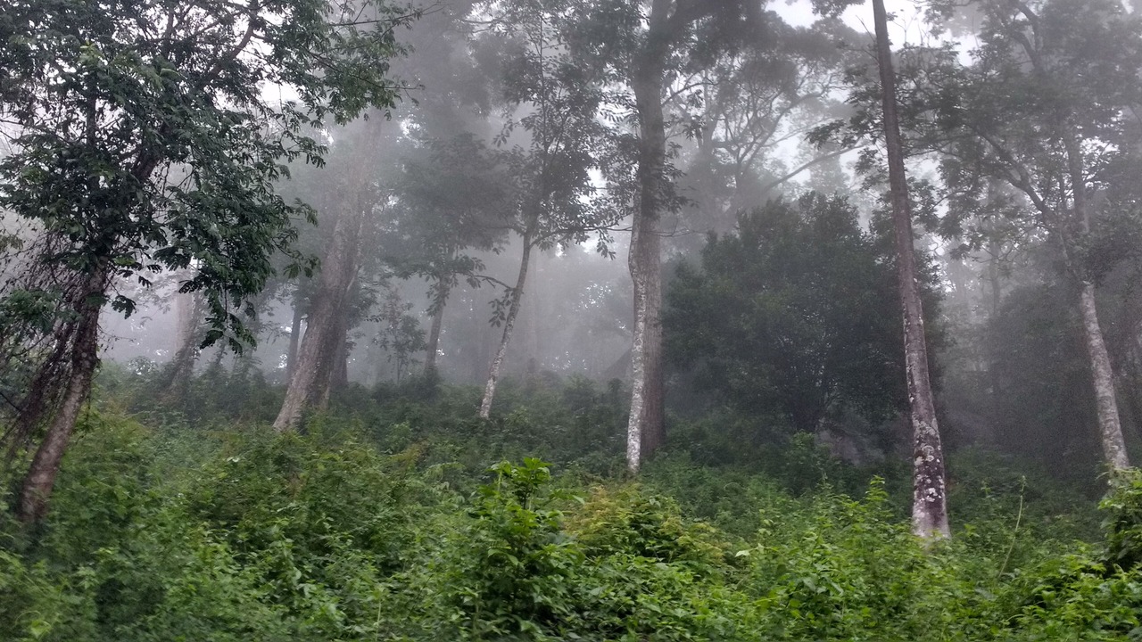 Photo of Outdoor in Devikolam