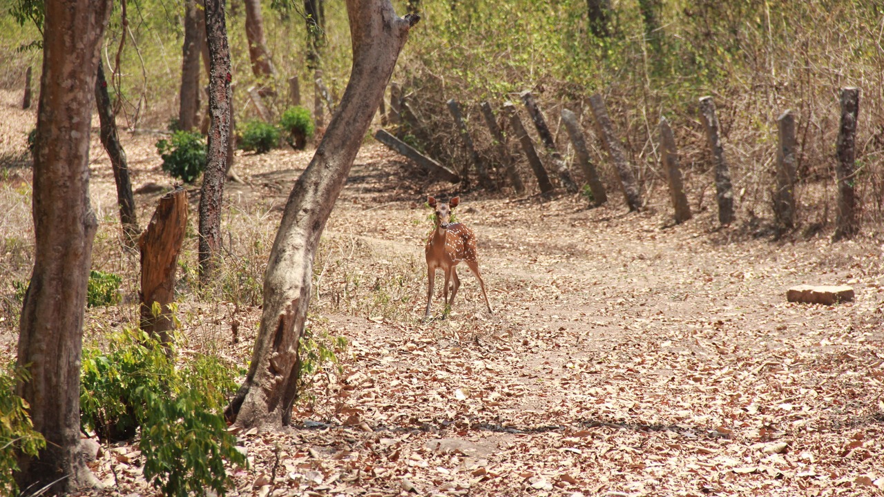 Photo of Outdoor in Kanthalloor