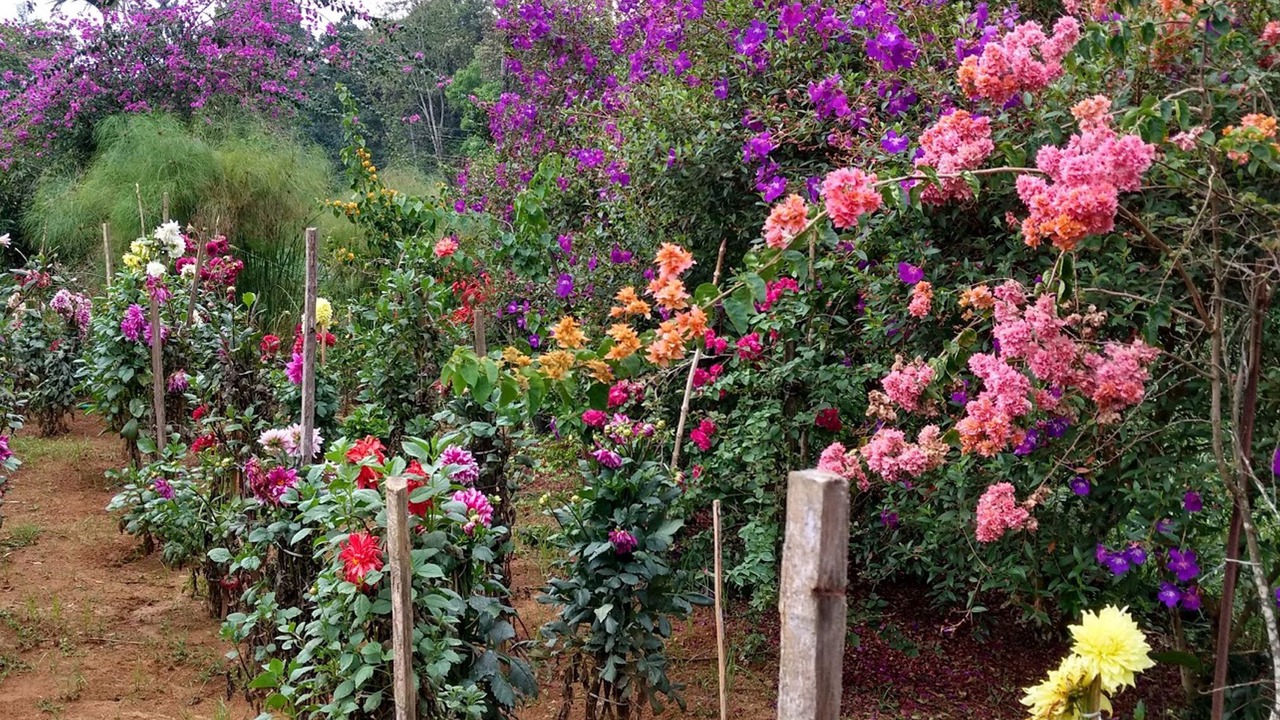 Photo of Outdoor in Nullatanni