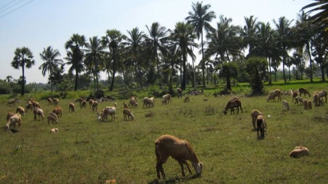 Photo of Outdoor in Tiruvannamalai