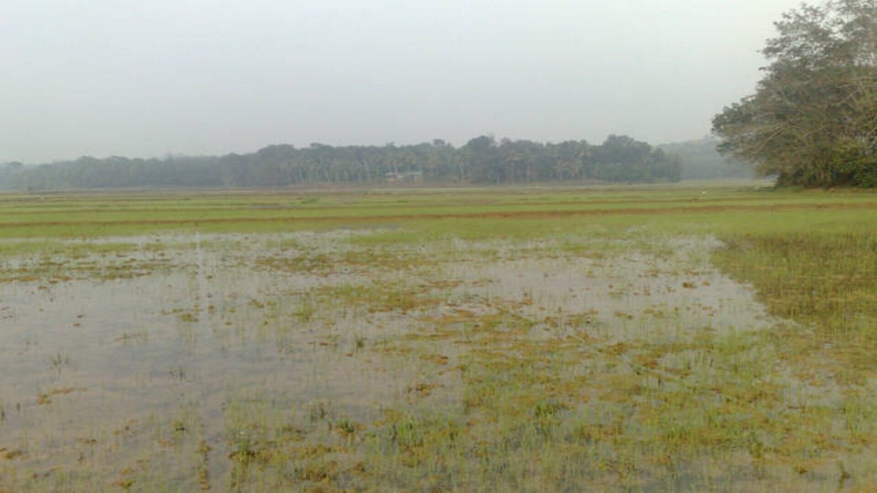 Photo of Others in Arpookara