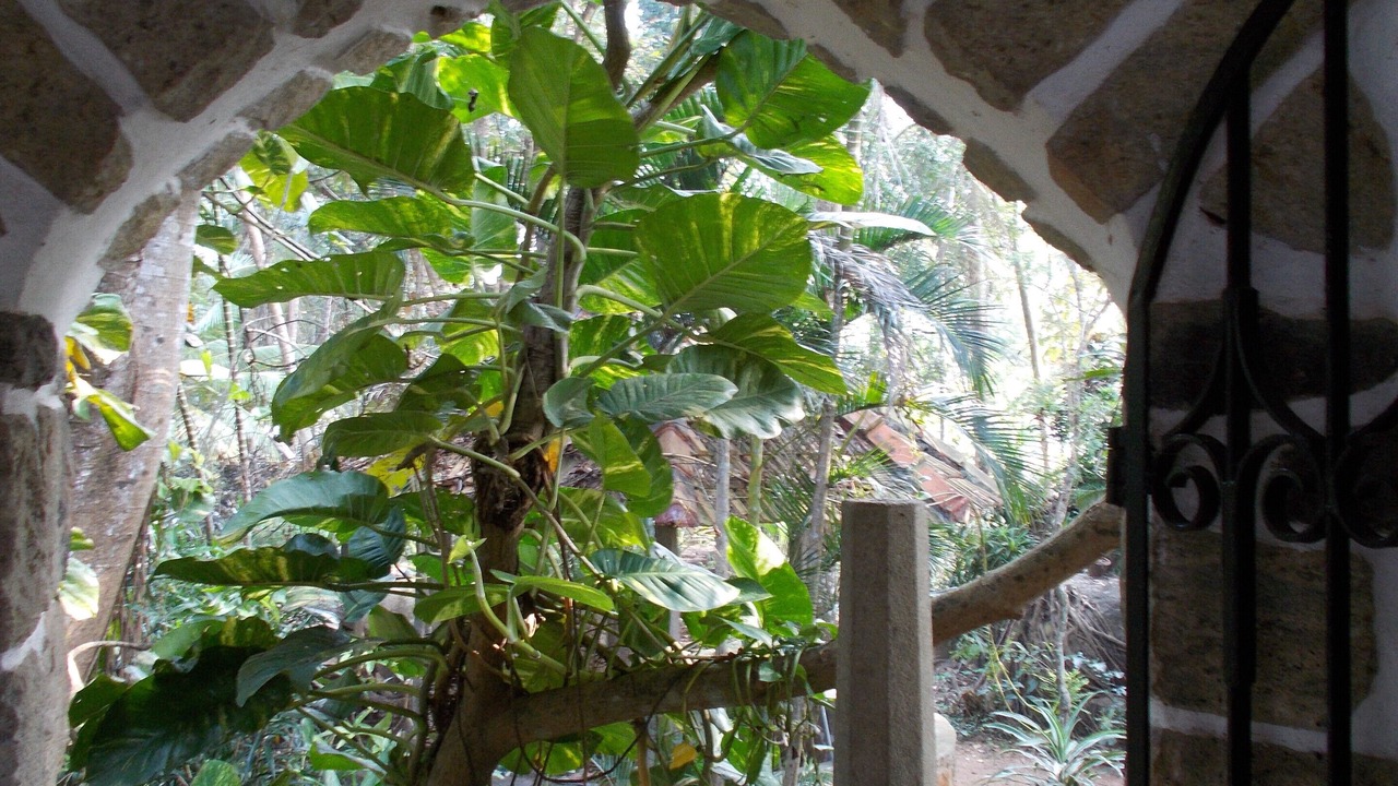 Photo of Outdoor in Nedumangad