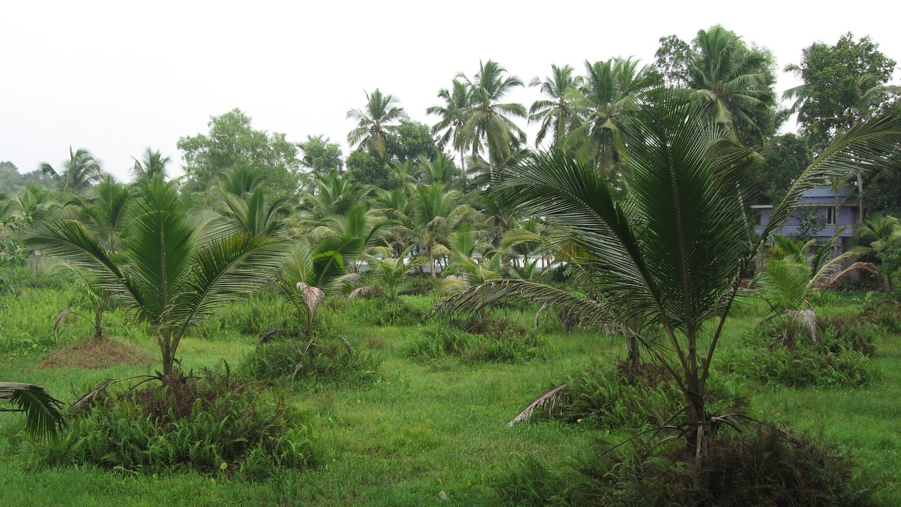 Photo of Outdoor in Venganoor