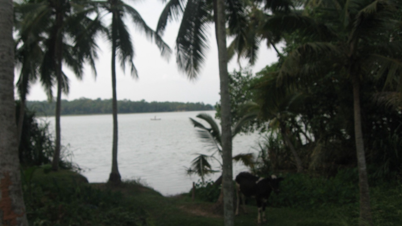 Photo of Outdoor in Venganoor
