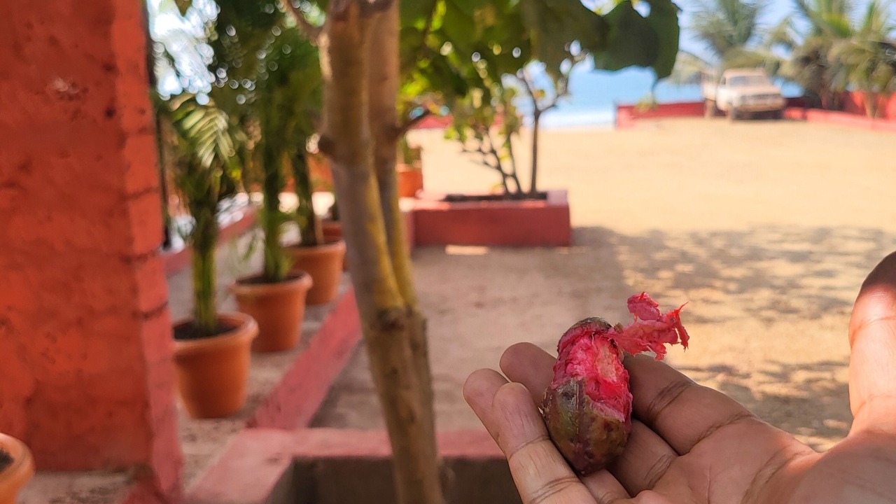 Photo of Outdoor in Ganpatipule