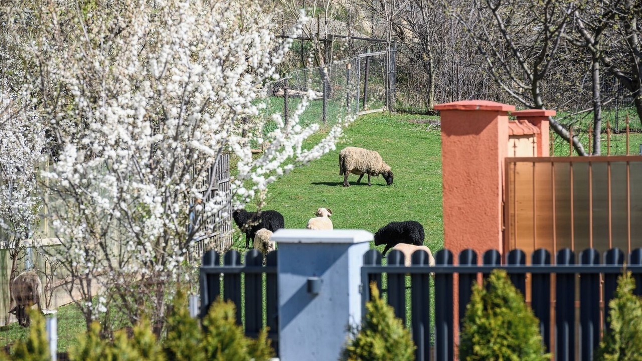 Photo of Others in Zarnesti