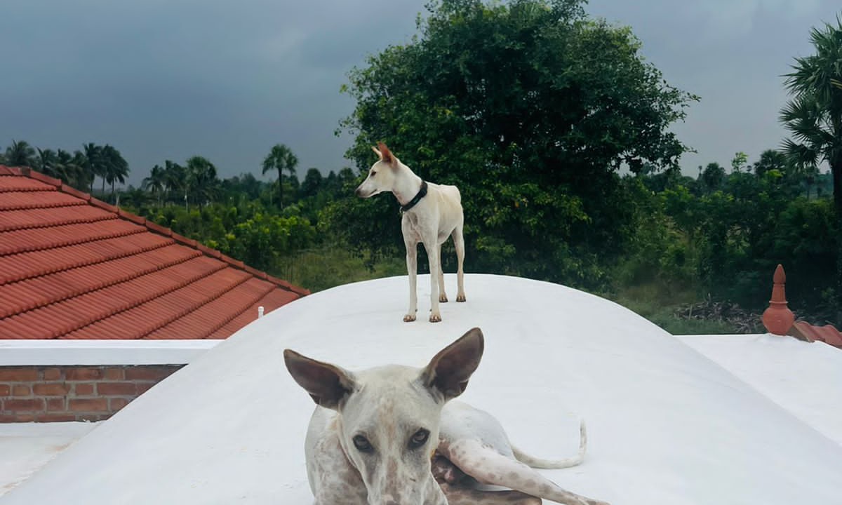Photo of Others in Madurantakam