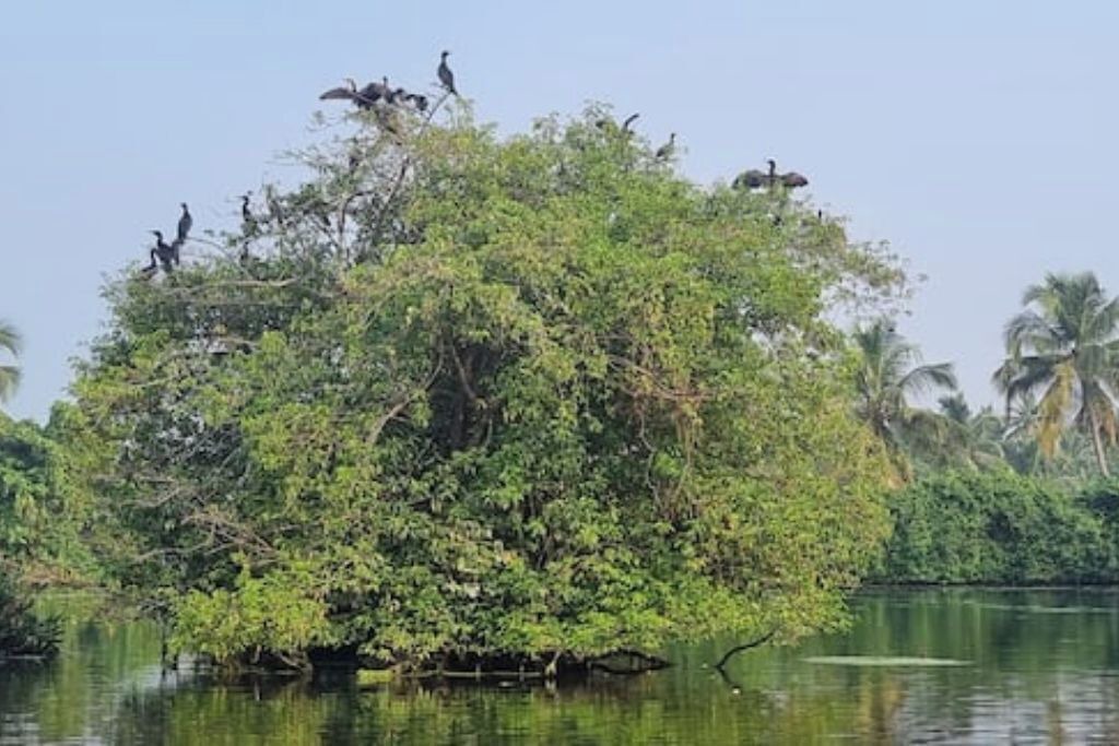 Photo of Others in Kumbalangi
