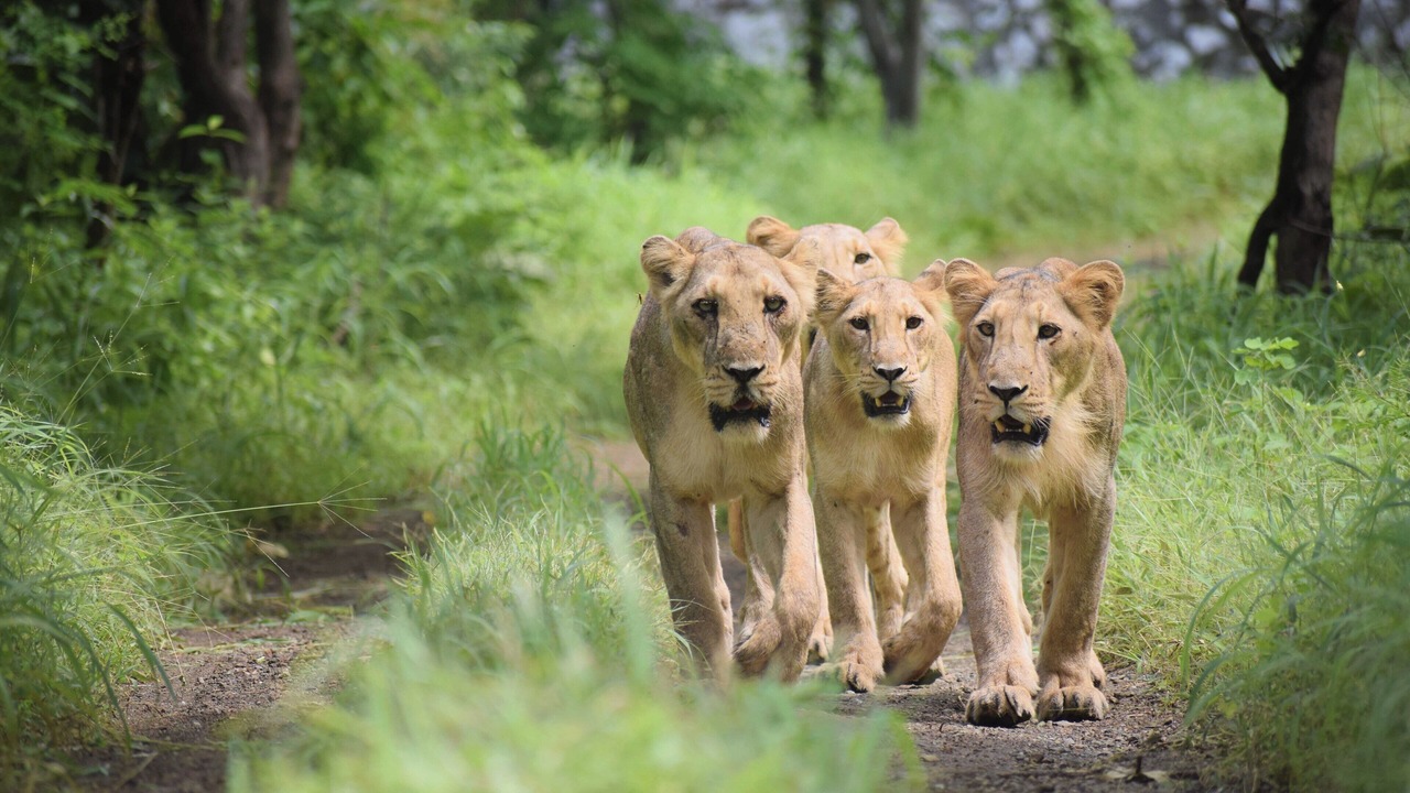 Photo of Others in Junagadh