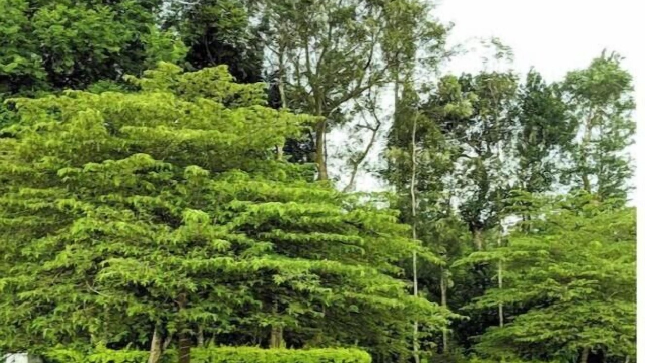Photo of Others in Chikkamagaluru
