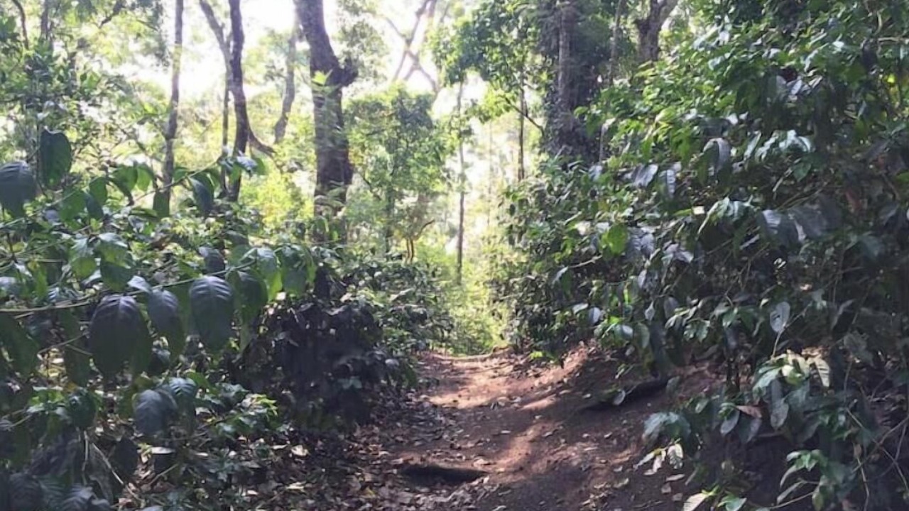 Photo of Others in Chikkamagaluru