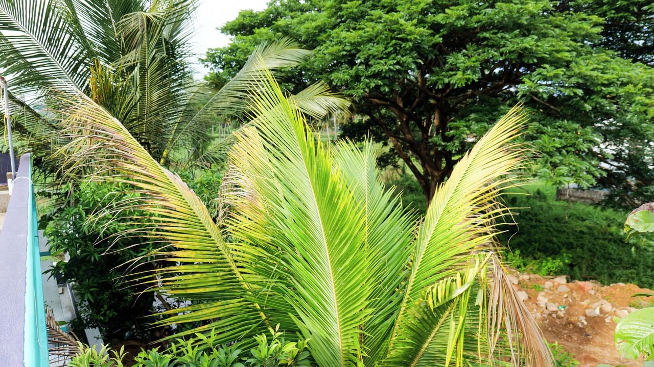 Photo of Outdoor in Surathkal