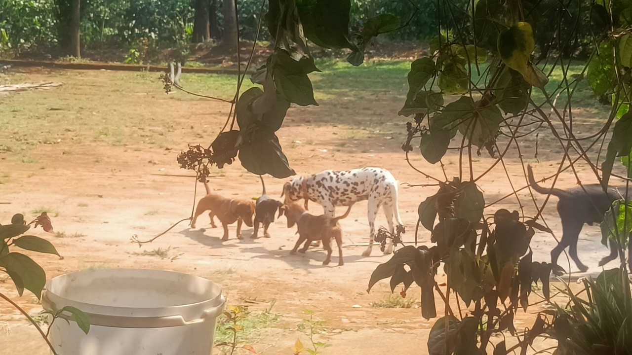 Photo of Others in Sakleshpur