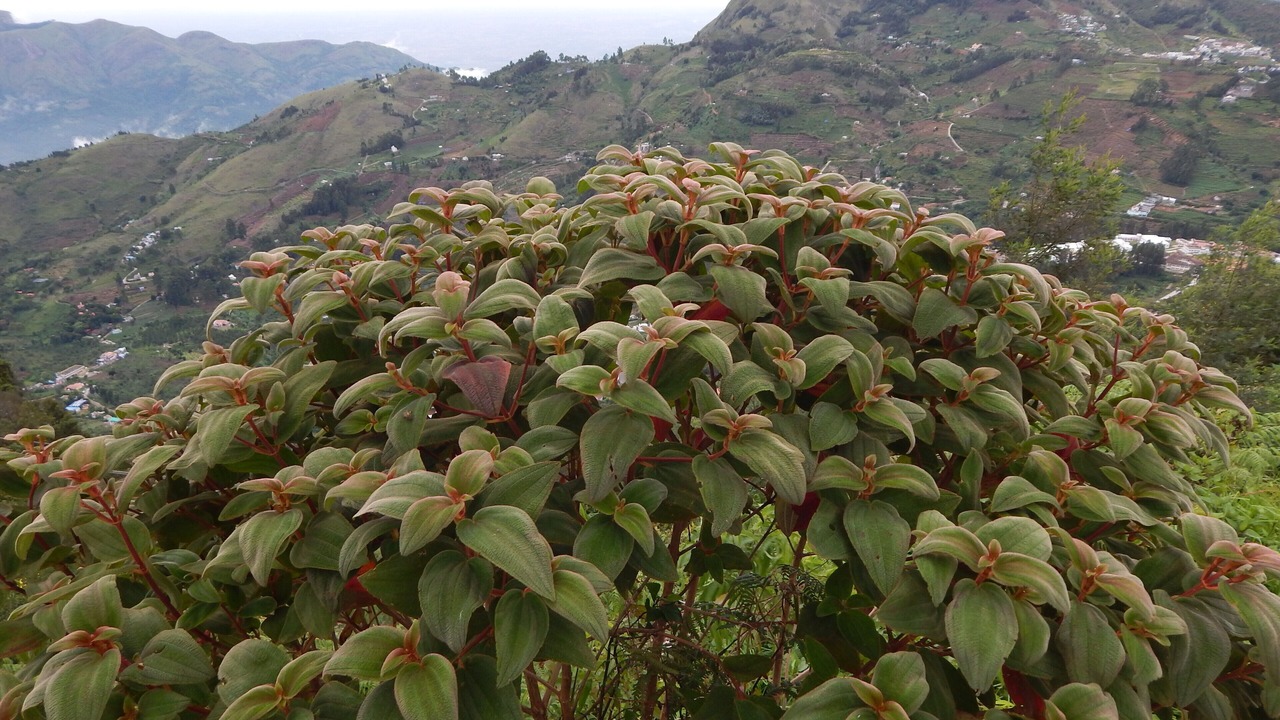 Photo of Others in Kodaikanal