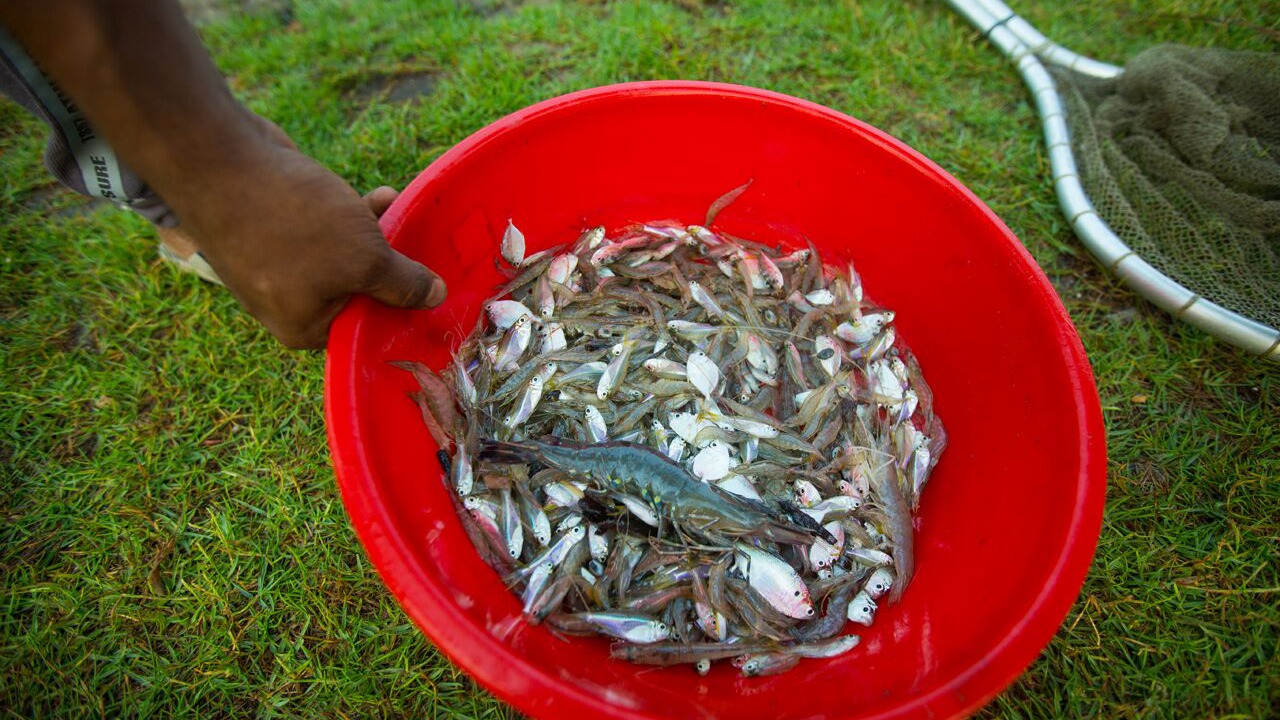 Photo of Outdoor in Kumbalangi