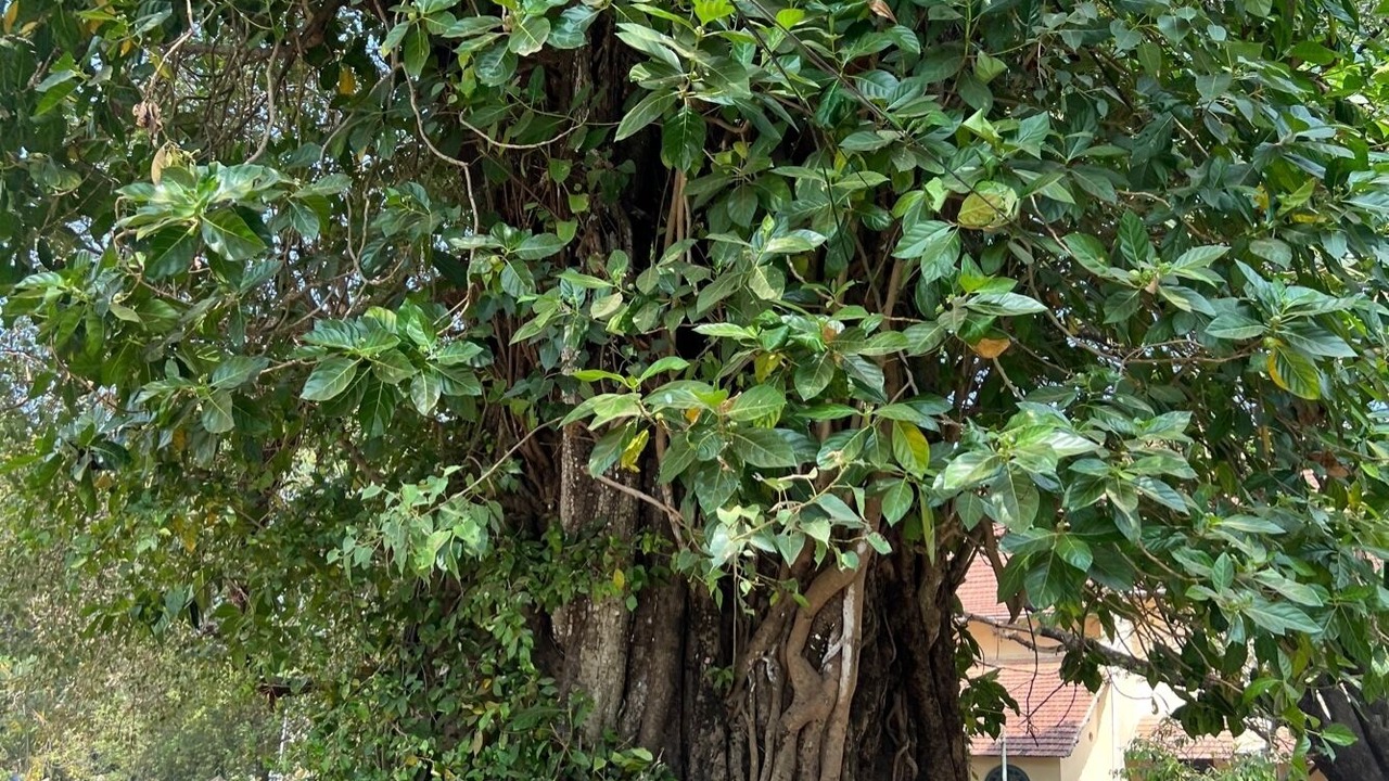 Photo of Outdoor in Kumbalam