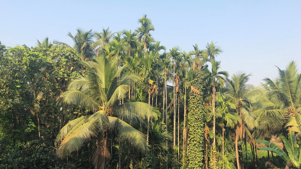 Photo of Others in Pernem