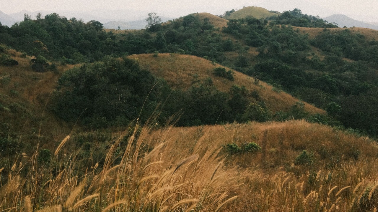 Photo of Others in Sakleshpur