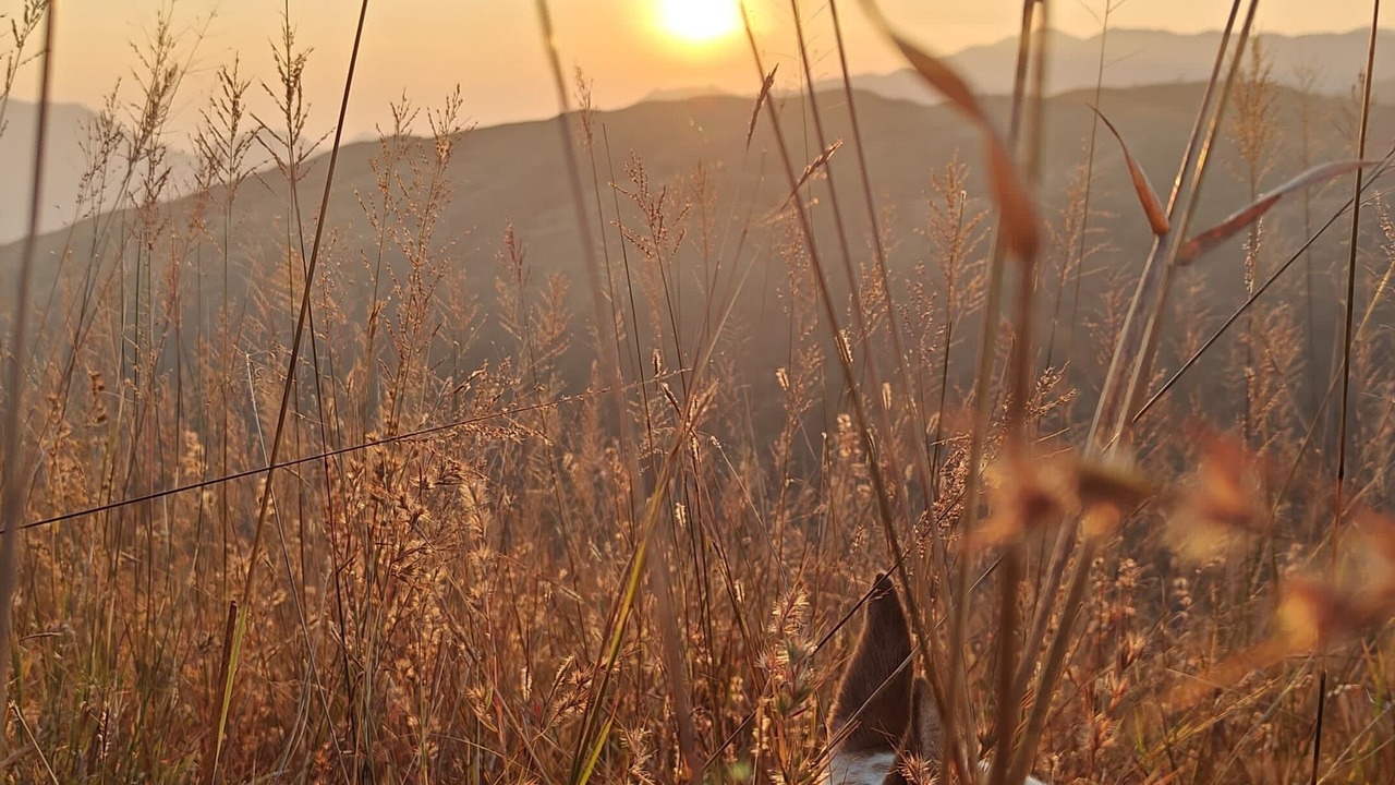 Photo of Others in Sakleshpur