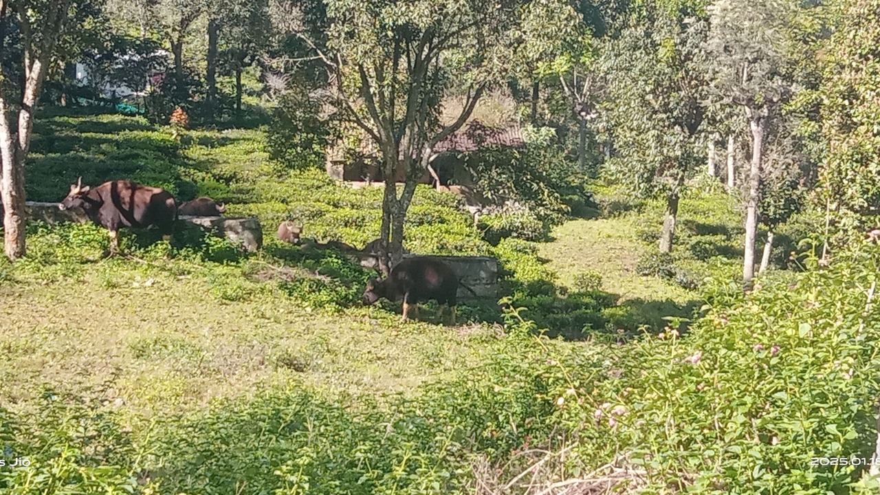 Photo of Others in Kotagiri