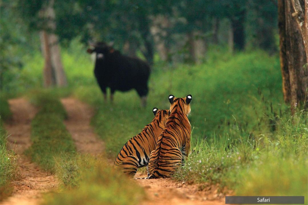 Photo of Others in Bandipur