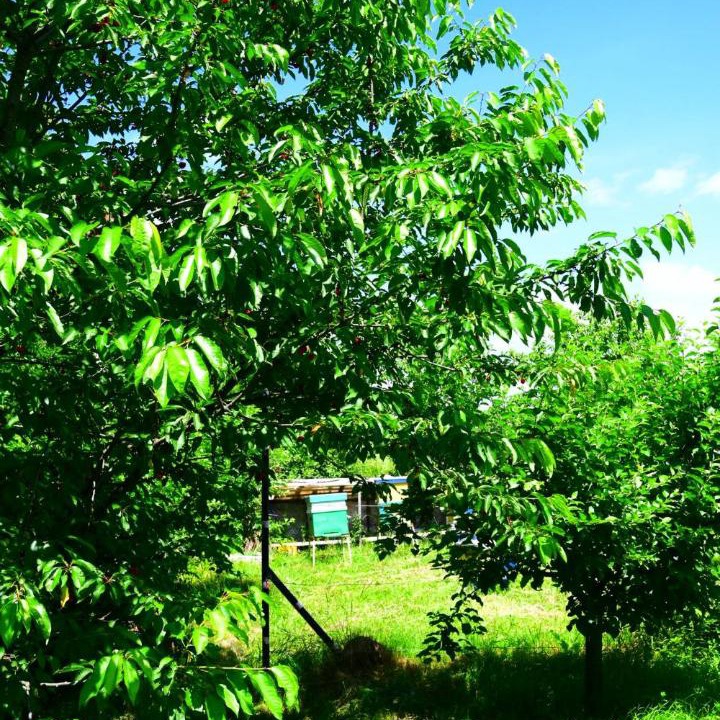 Photo of Outdoor in Traian