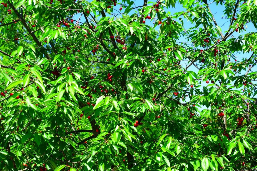Photo of Outdoor in Traian