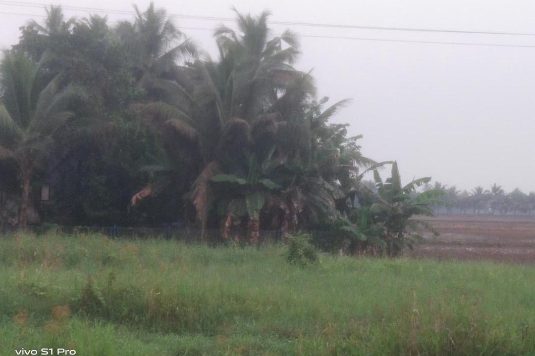 Photo of Others in Nedumudy