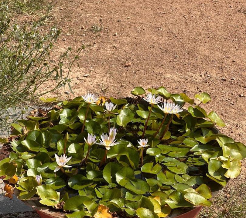 Photo of Others in Vastare