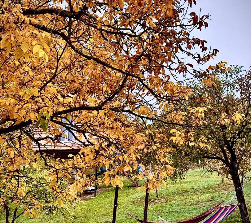 Photo of Others in Berislavesti