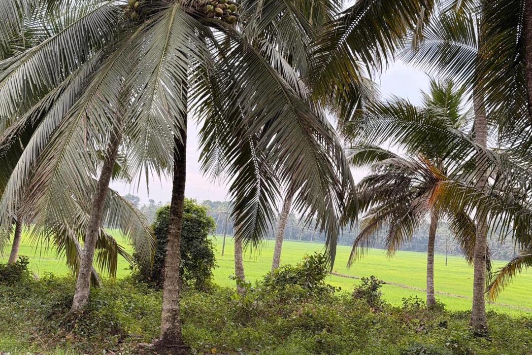 Photo of Others in Kumarakom