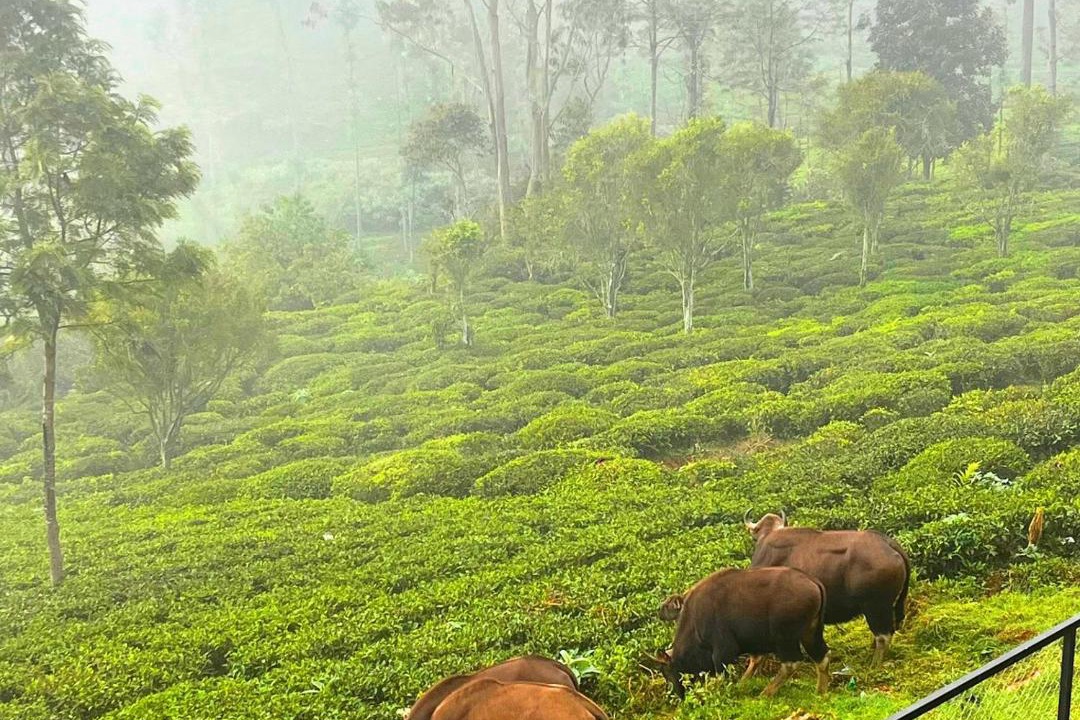 Photo of Others in Kotagiri