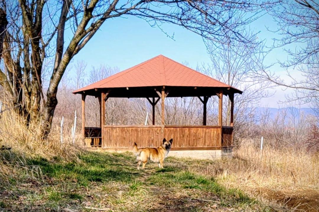 Photo of Others in Patarlagele