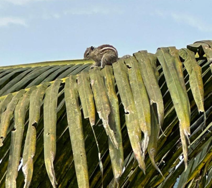 Photo of Others in Kumily