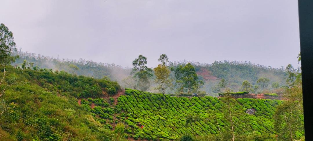 Photo of Others in Munnar